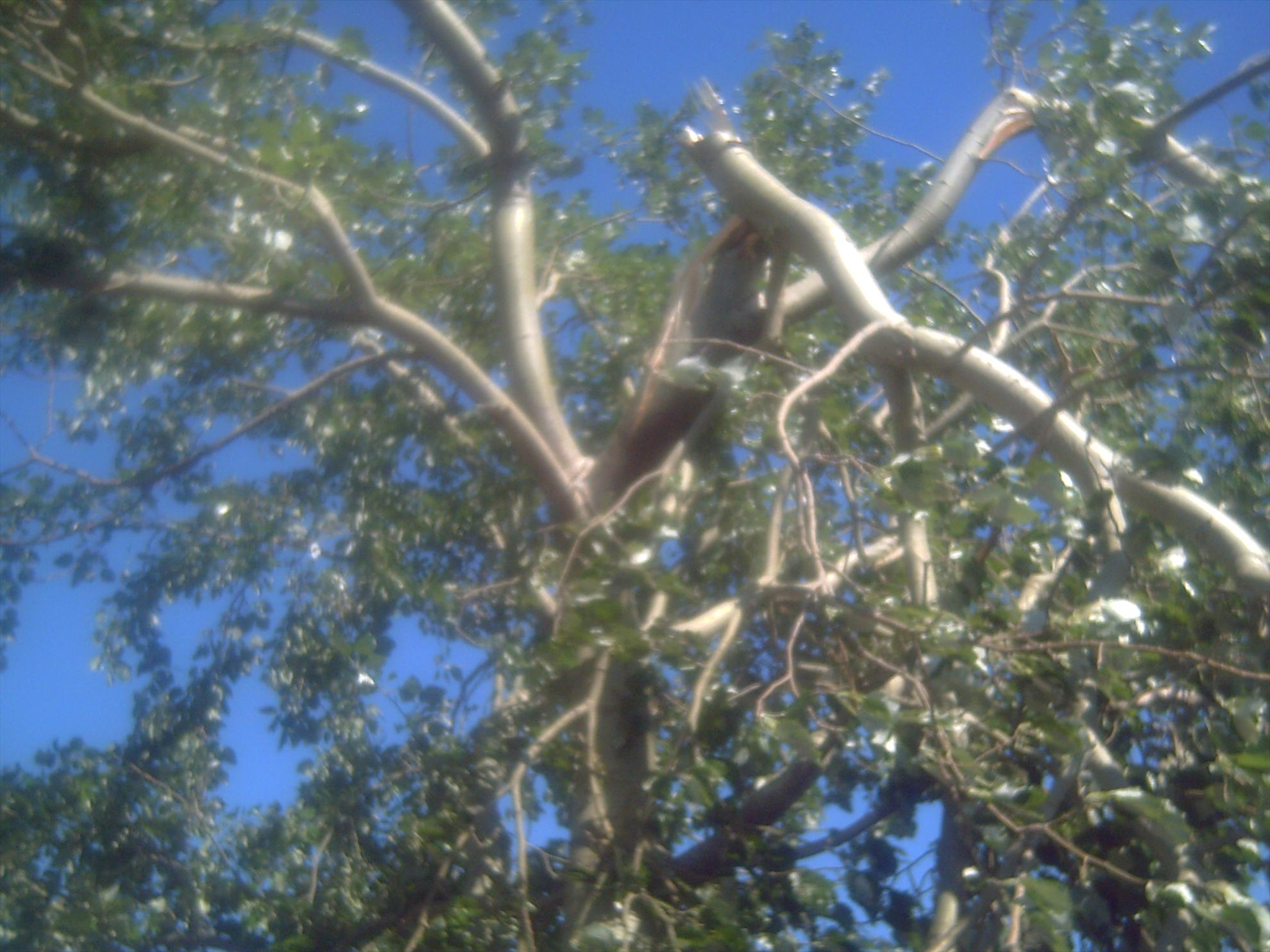 Cupa Beker Sărulesti 20 - 25 mai. - pict0020.JPG